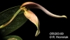 Bulbophyllum ornithorhynchum  (12)